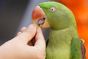 Alexandrian Parakeet - India