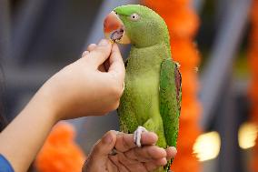 Alexandrian Parakeet - India