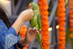 Alexandrian Parakeet - India