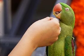 Alexandrian Parakeet - India
