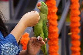 Alexandrian Parakeet - India