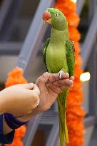 Alexandrian Parakeet - India