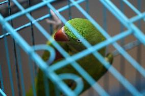 Alexandrian Parakeet - India