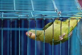 Alexandrian Parakeet - India