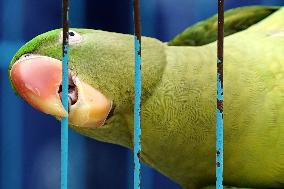 Alexandrian Parakeet - India