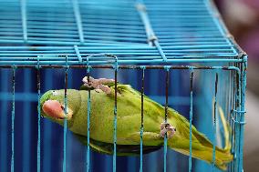 Alexandrian Parakeet - India