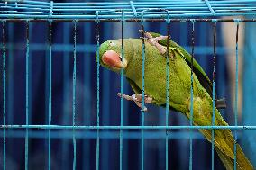 Alexandrian Parakeet - India