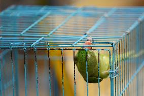 Alexandrian Parakeet - India