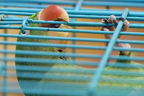 Alexandrian Parakeet - India