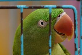 Alexandrian Parakeet - India