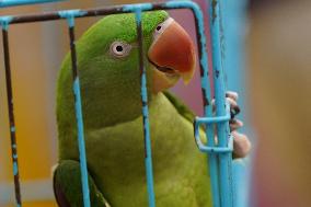 Alexandrian Parakeet - India