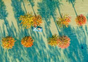 Water Fir Forest Crab Breeding Base in Suqian