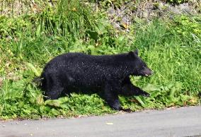 Bear shows up in urban area