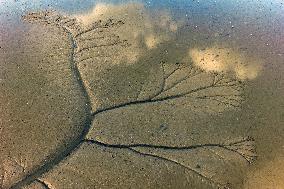 Tidal Tree Landscape