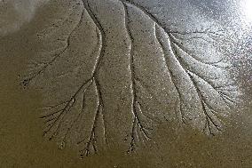 Tidal Tree Landscape