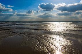 Tidal Tree Landscape