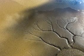 Tidal Tree Landscape