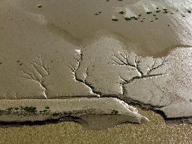 Tidal Tree Landscape