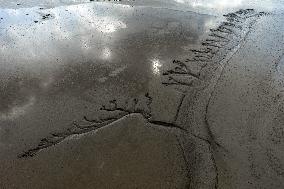 Tidal Tree Landscape