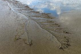 Tidal Tree Landscape