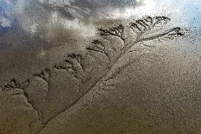 Tidal Tree Landscape