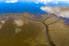 Tidal Tree Landscape