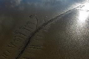Tidal Tree Landscape
