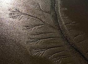 Tidal Tree Landscape