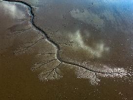 Tidal Tree Landscape
