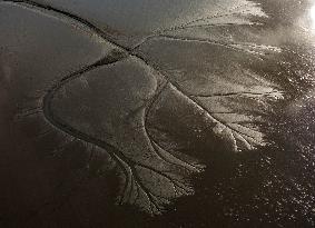 Tidal Tree Landscape