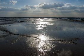 Tidal Tree Landscape