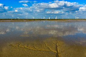 Tidal Tree Landscape