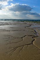 Tidal Tree Landscape