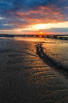 Tidal Tree Landscape