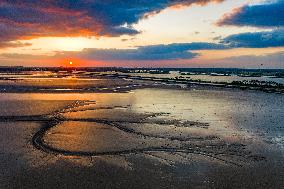 Tidal Tree Landscape