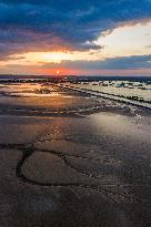 Tidal Tree Landscape