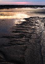 Tidal Tree Landscape