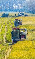 Rice Harvest in Suqian