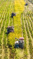 Rice Harvest in Suqian