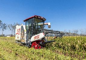 Rice Harvest in Suqian