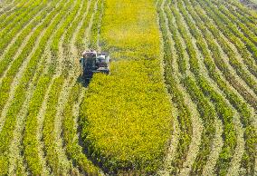 Rice Harvest in Suqian