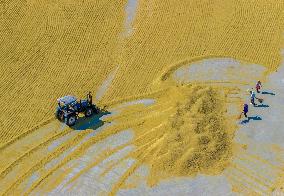 Rice Harvest in Suqian