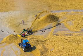 Rice Harvest in Suqian