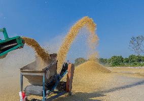 Rice Harvest in Suqian