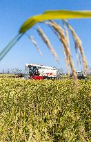 Rice Harvest in Suqian