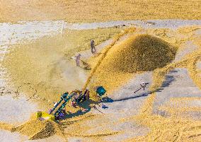 Rice Harvest in Suqian