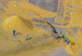 Rice Harvest in Suqian