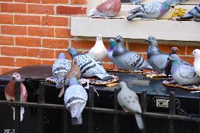 Pigeon House in The West Village - NYC