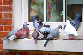 Pigeon House in The West Village - NYC