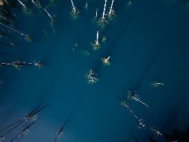 The Inverted Forests Of Lake Kaindy - Kazakhstan